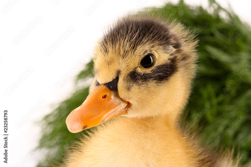 Duckling on green grass background isolated on white Duckling on green grass background isolated on white