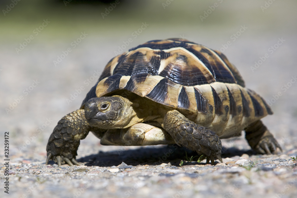 Fototapeta premium Maurische Landschildkröte (Testudo graeca)