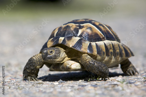 Maurische Landschildkröte (Testudo graeca) © Joachim Neumann