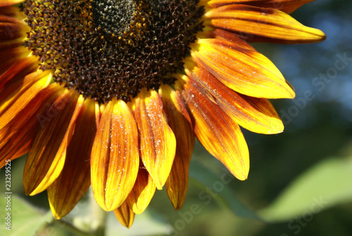 Panel kuchenny z motywem Słonecznik