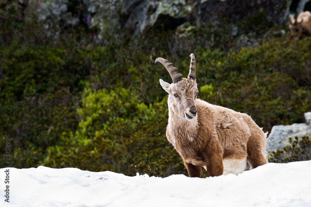 Ibex on the snow