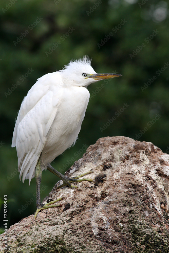 Obraz premium aigrette garzette,egretta garzetta