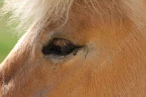 Norwegian Fjord Horse Close-up