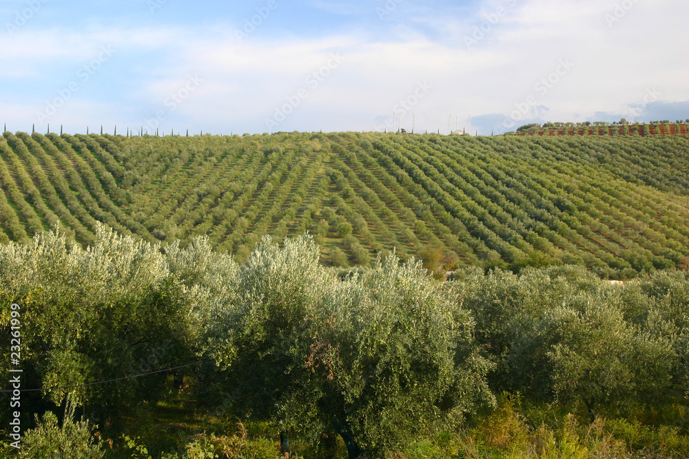 neat rows of grapes with olive trees