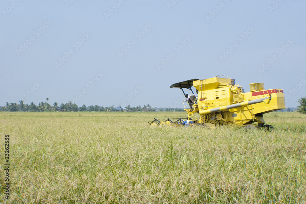 Obraz premium Harvesting machine is used to harvest Malaysia paddy