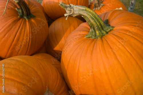 Obraz na płótnie pumpkins w salonie