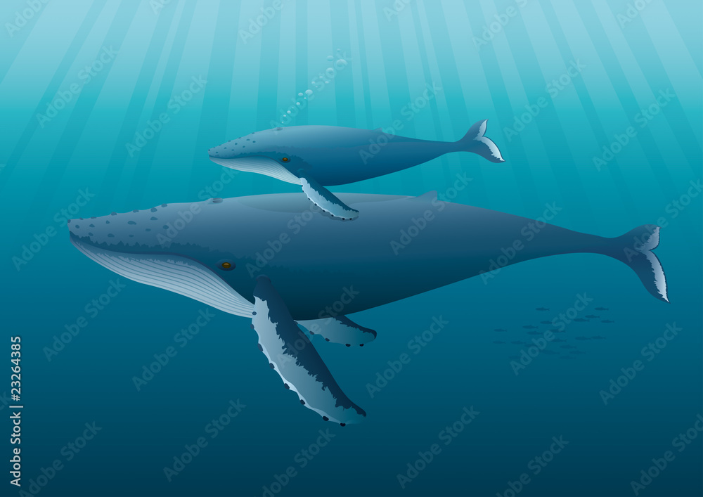 Naklejka premium Humpback Whale mother with young