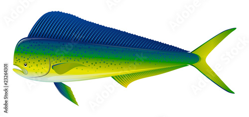 Dorado fish