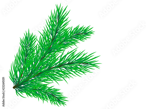 Spruce branch