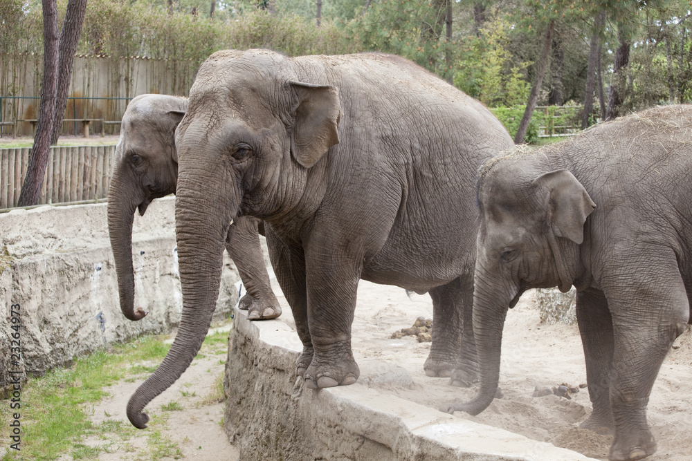 Fototapeta premium éléphants