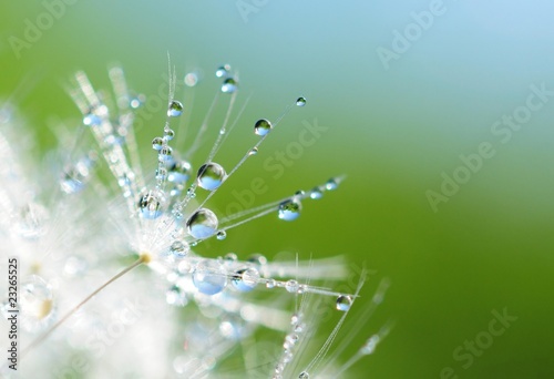 Fotografia Dandelion seed with drops