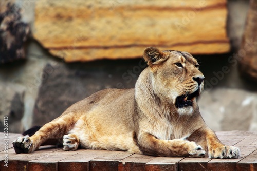 lioness