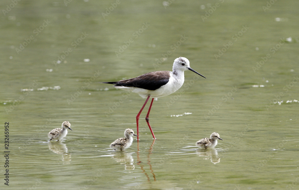 Little Common Stilt foraging for food with parents Little Common Stilt foraging for food with parents