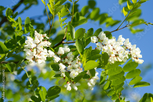 Fototapeta Naklejka Na Ścianę i Meble -  White acacia