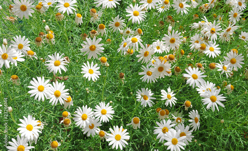 Foto daisywheel