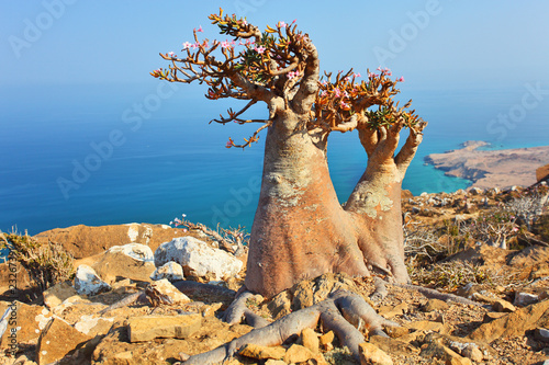 Bottle tree  with turquoise sea water background, Socotra