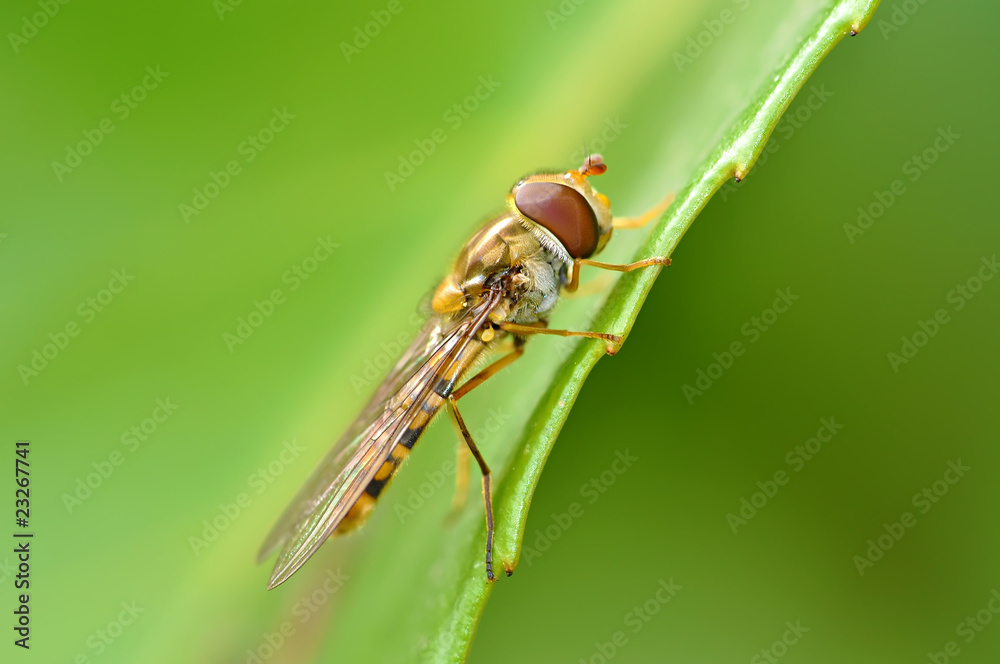 Naklejka premium Syrphidae sp. - Episyrphus balteatus
