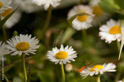 Field flowers © trancedrumer