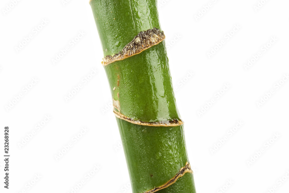 Fototapeta premium House Plant – trunk