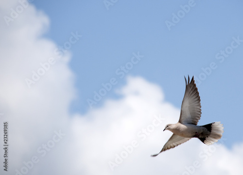 uccello che vola