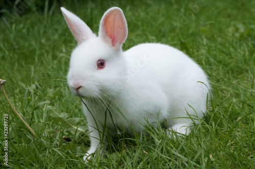 cute white rabbit © cat