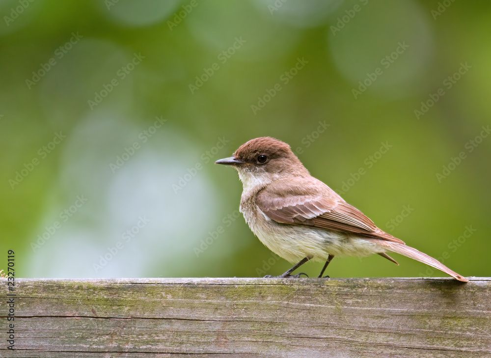Eastern Phoebe, Sayornis phoebe Eastern Phoebe, Sayornis phoebe