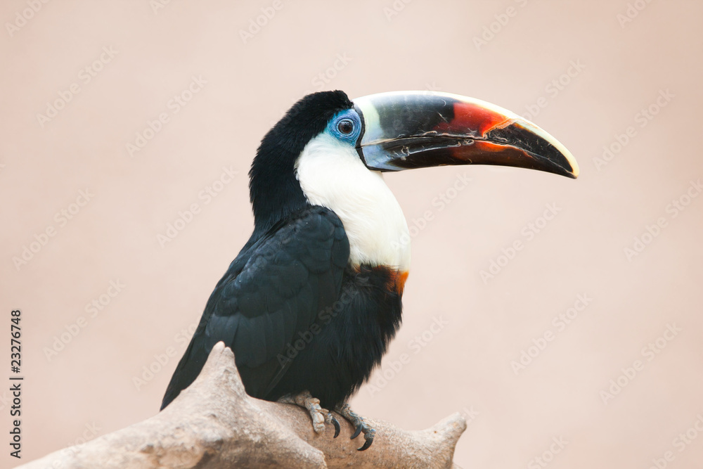 Naklejka premium Red billed toucan