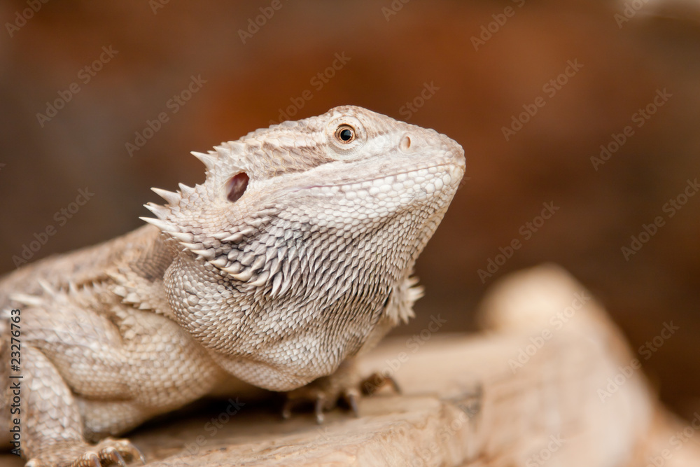 Fototapeta premium Bearded dragon