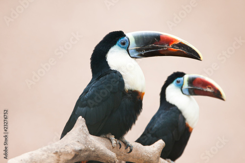 Red billed toucan photo