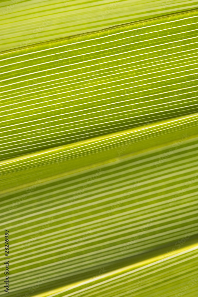 Green Background