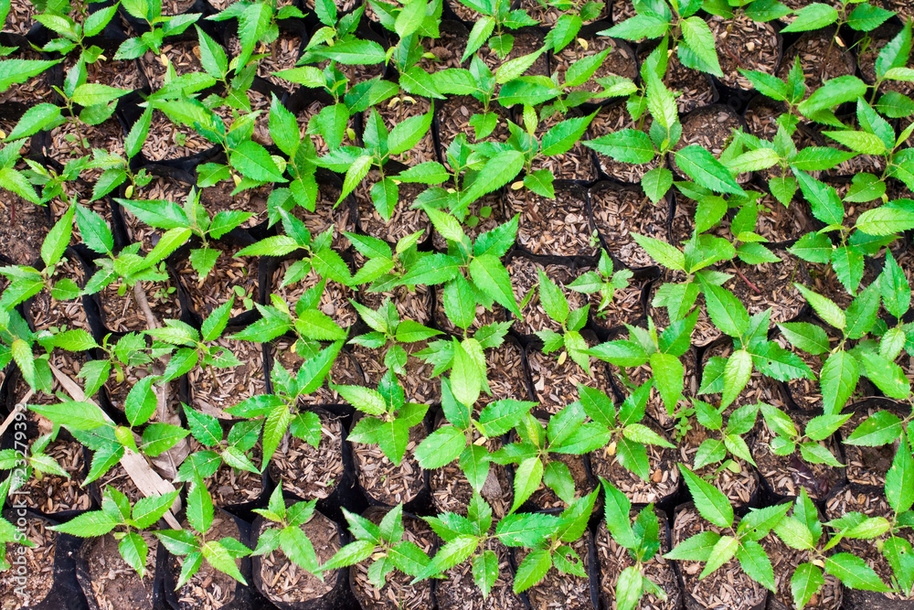 Obraz premium green seedling