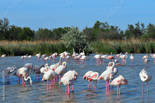 Foto Flamingos (Phoenicopteriformes) in der Camargue