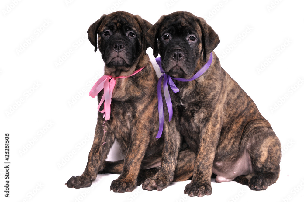 Fototapeta premium Friendship