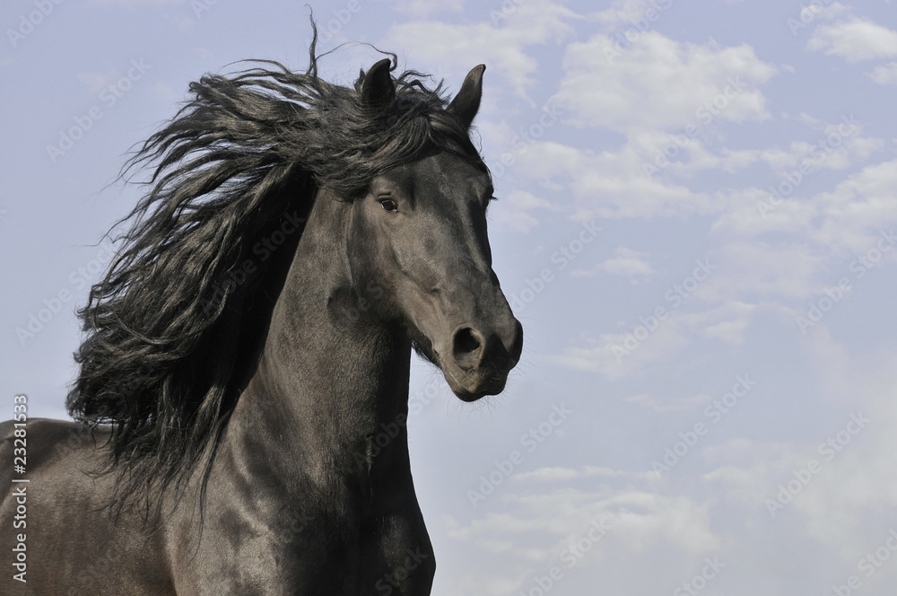 black horse run gallop on the clouds background black horse run gallop on the clouds background