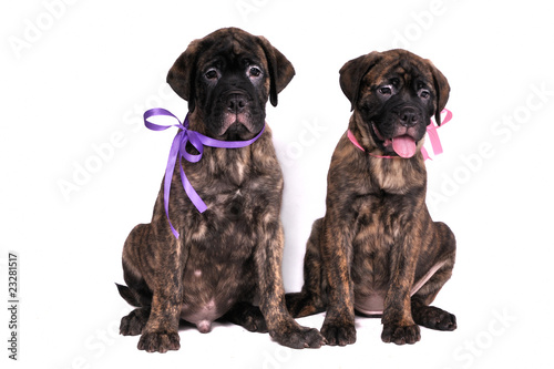 Two Puppies Sitting