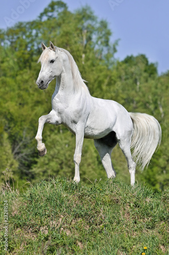 white horse on hill