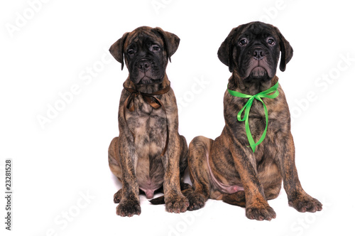 Fototapeta Naklejka Na Ścianę i Meble -  Two Puppy Brothers