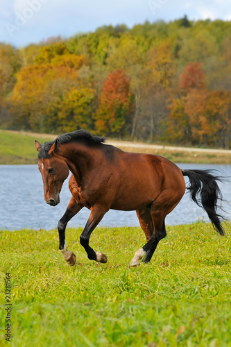 bay horse run gallop in autumn