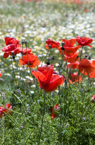 amapolas y campo