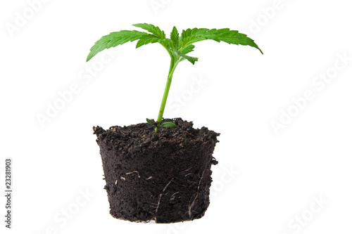 young sprout in top soil