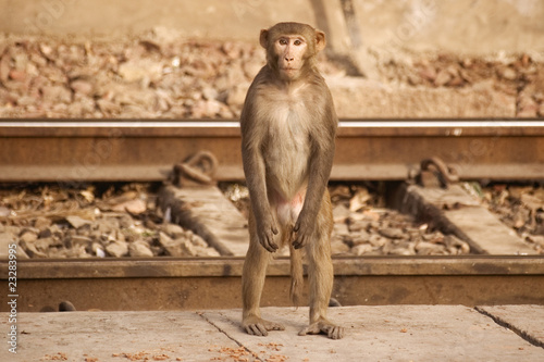 Photography Monkey on the railway tracks