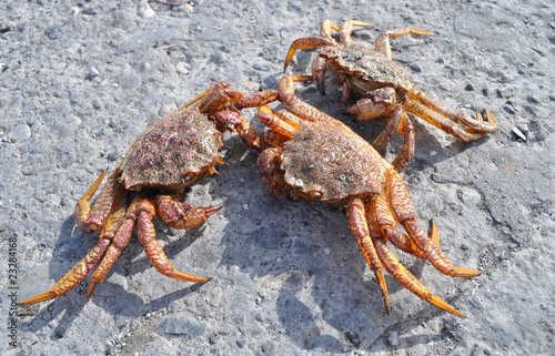 Kamchatkas king crabs