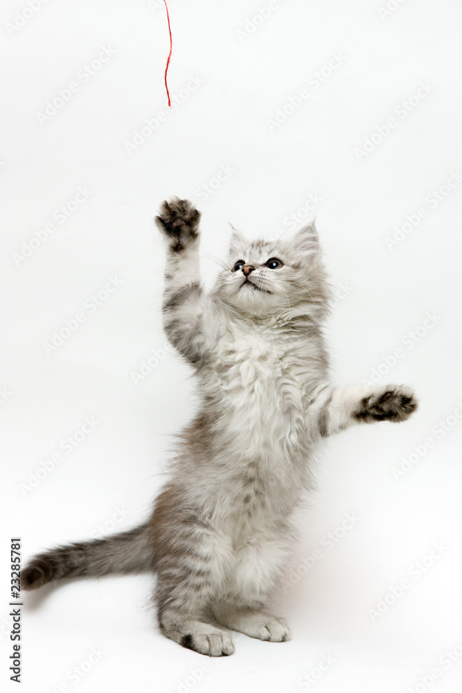 Kitten standing on hind legs playing with a strap