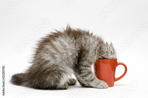 Fototapeta Naklejka Na Ścianę i Meble -  Young cat plays with a cup