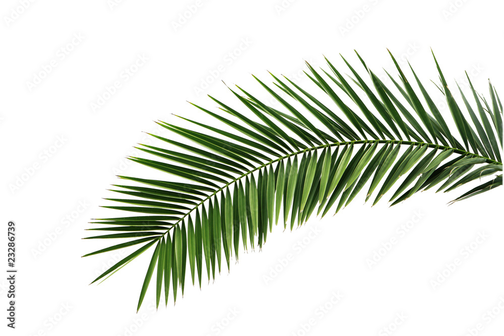 Leaves of palm tree isolated on white background .