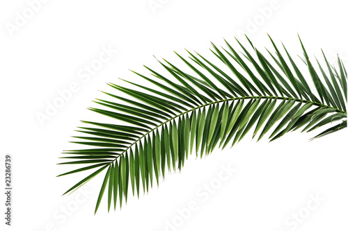 Leaves of palm tree isolated on white background .