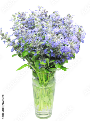 bouquet of field violet flowers in vase