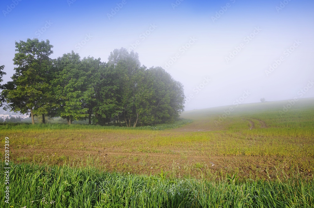 Morgennebel im Feld