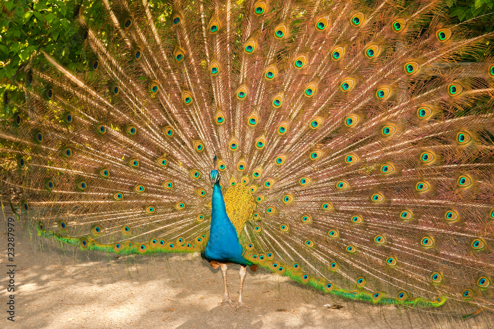 Obraz premium Peacock