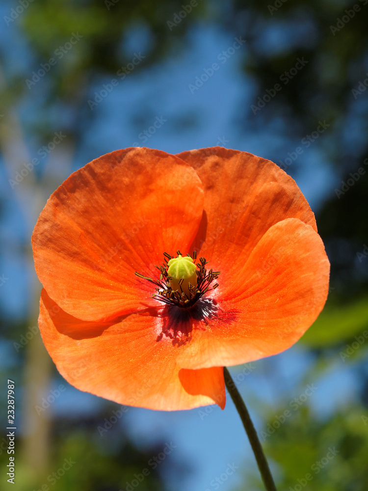 Fototapeta premium Mohn